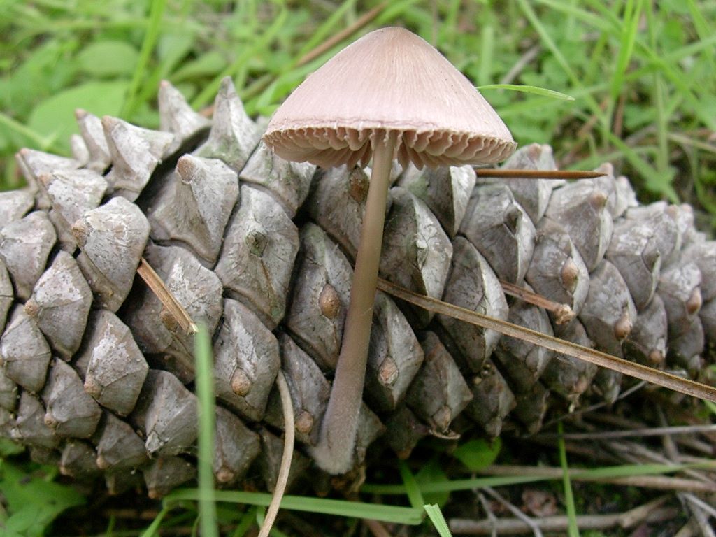 1804 Ottobre vecchio ritrovamento